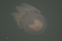Acromitus