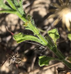 Vittadinia australasica