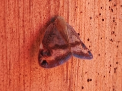 Parapiromis translucida