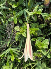 Lilium longiflorum scabrum