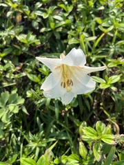 Lilium longiflorum scabrum