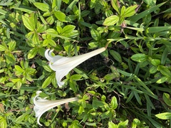 Lilium longiflorum scabrum