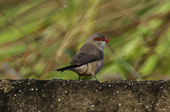 Estrilda troglodytes