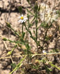 Vittadinia australasica