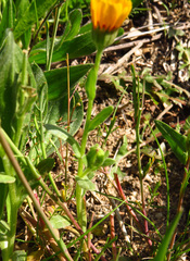 Calendula arvensis