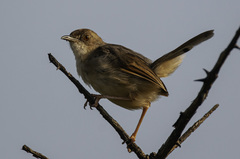 Cisticola cantans