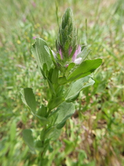 Ononis alopecuroides