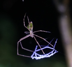 Menneus superciliosus