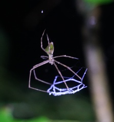 Menneus superciliosus