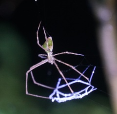 Menneus superciliosus