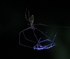 Menneus superciliosus