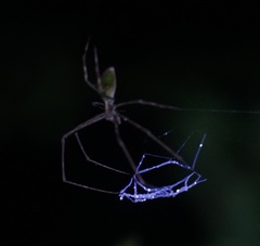 Menneus superciliosus