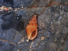 Pisania unicolor