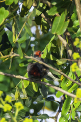 Pytilia hypogrammica