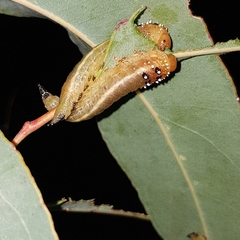 Lophyrotoma interrupta