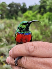 Cinnyris fuelleborni