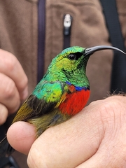 Cinnyris fuelleborni