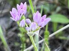 Amerallium