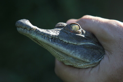 Crocodylus mindorensis
