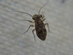 Mesopsocidae