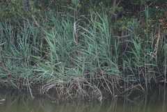 Phasianus colchicus formosanus