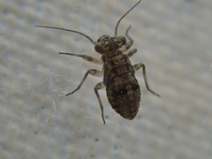 Mesopsocidae