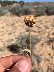 Penstemon breviculus