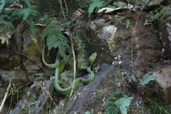 Trimeresurus flavomaculatus