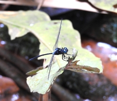 Pornothemis starrei