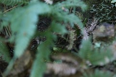 Trimeresurus flavomaculatus