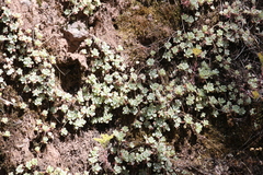 Sedeae
