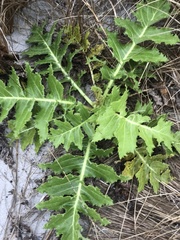 Sonchus grandifolius