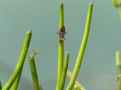 Microspilus proximus
