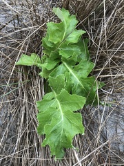 Sonchus grandifolius