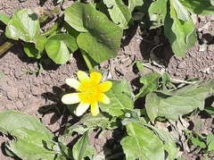 Ficaria verna