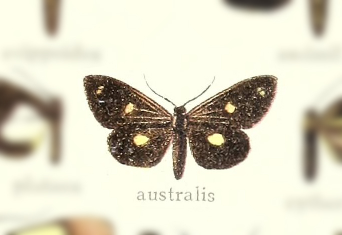 Xenorma cytheris