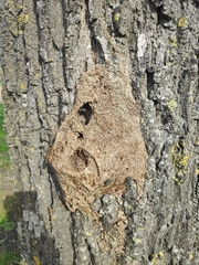 Thaumetopoea processionea