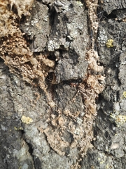 Thaumetopoea processionea