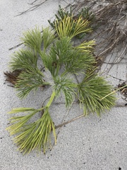 Aciphylla dieffenbachii