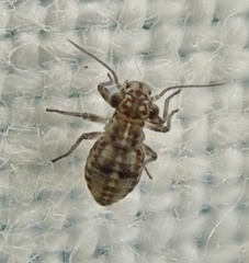 Mesopsocidae
