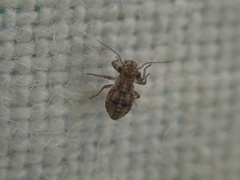 Mesopsocidae