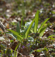 Allium ursinum