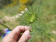 Daucus carota