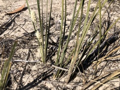 Lomandra leucocephala