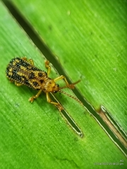 Gonophora pulchella