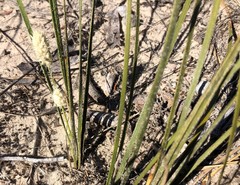 Lomandra leucocephala