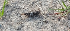 Oedipoda caerulescens