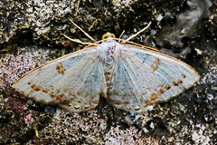Argyrotome prospectata