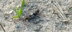 Oedipoda caerulescens