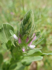 Ononis alopecuroides